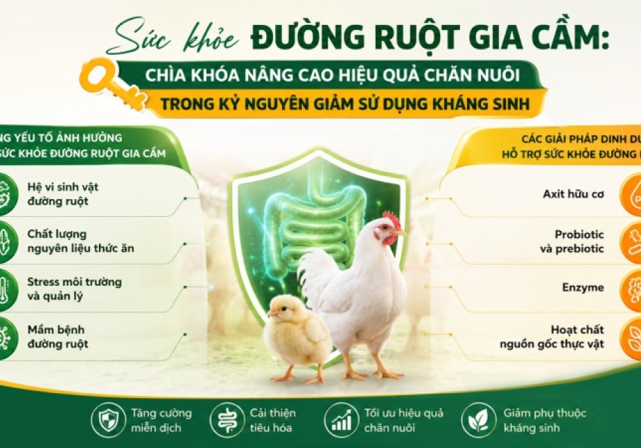 Sức khỏe đường ruột gia cầm: Nền tảng trong chiến lược dinh dưỡng hiện đại